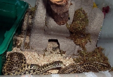 marcianus mating 1