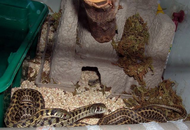 marcianus mating 1