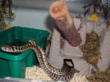 marcianus mating 2