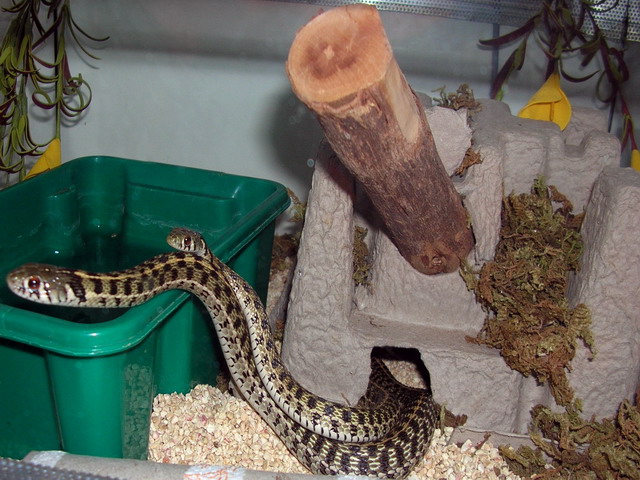 marcianus mating 2