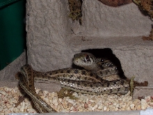 marcianus mating 3