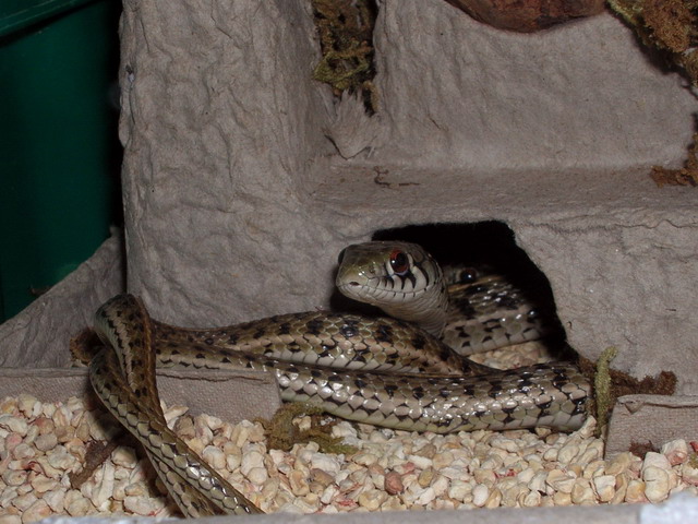 marcianus mating 3
