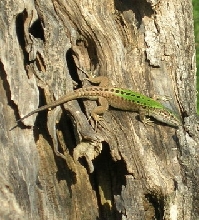 herping1