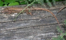 herping2