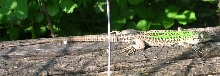 herping3