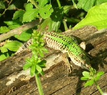 herping4