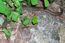 herping5