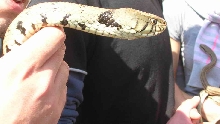 The Serpari (snake-charmers) Feast in Cocullo