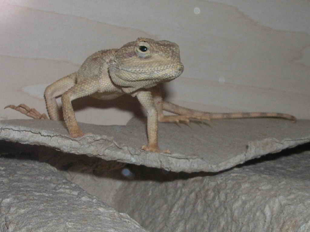 agama mutabilis female