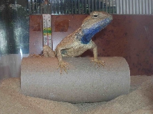 agama mutabilis male