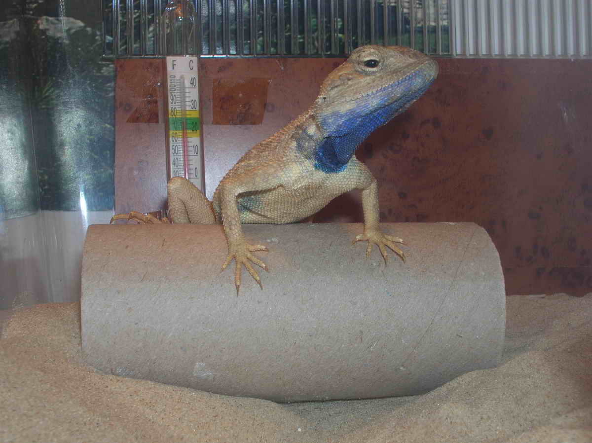 agama mutabilis male