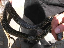 The Serpari (snake-charmers) Feast in Cocullo