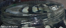 king in water