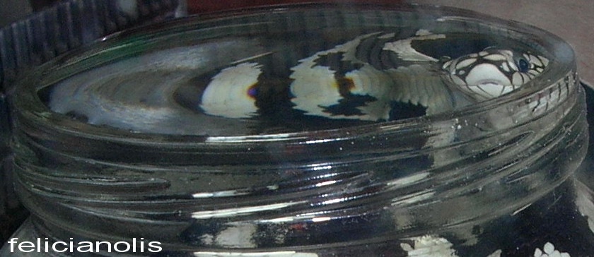 king in water