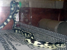 L. G. California
