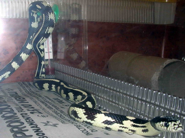 L. G. California