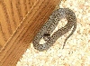 smooth snake - coronella austriaca