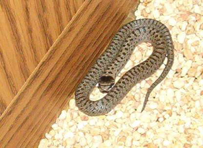 smooth snake - coronella austriaca