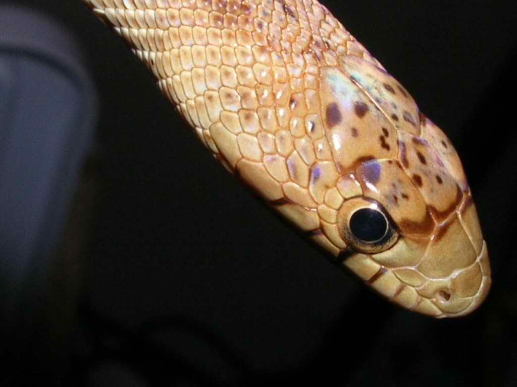 jani face