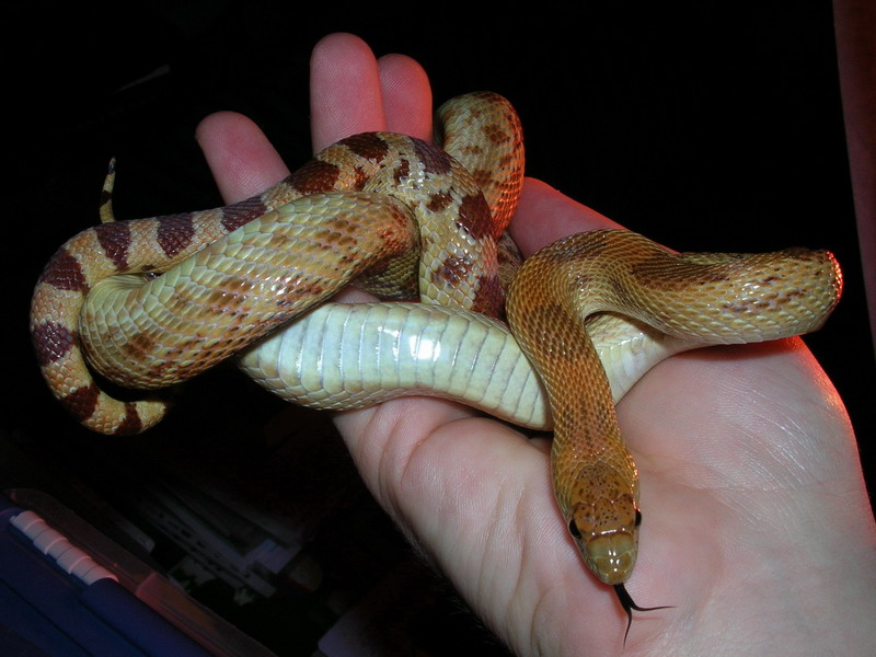 mexican pine snake