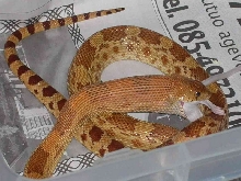 pituophis deppei jani