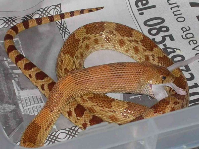 pituophis deppei jani