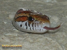 guttata head