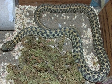 checkered garter snake