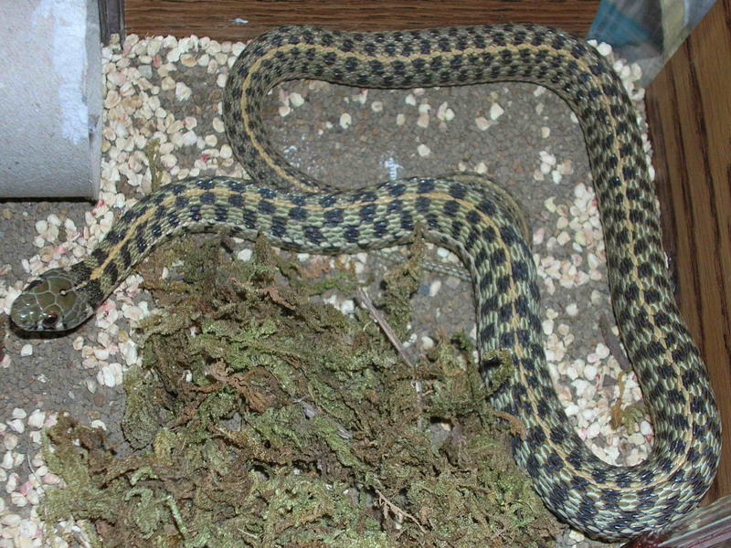 checkered garter snake