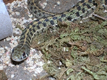 checkered garter snake 2
