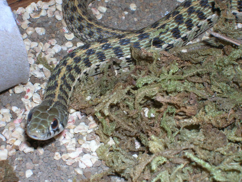 checkered garter snake 2