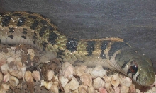 checkered garter snake male