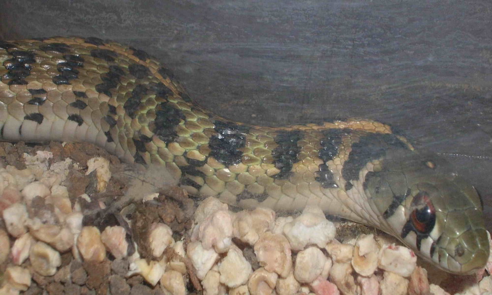checkered garter snake male