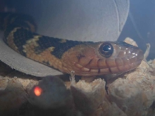nerodia face