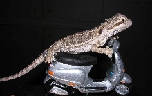 pogona biker