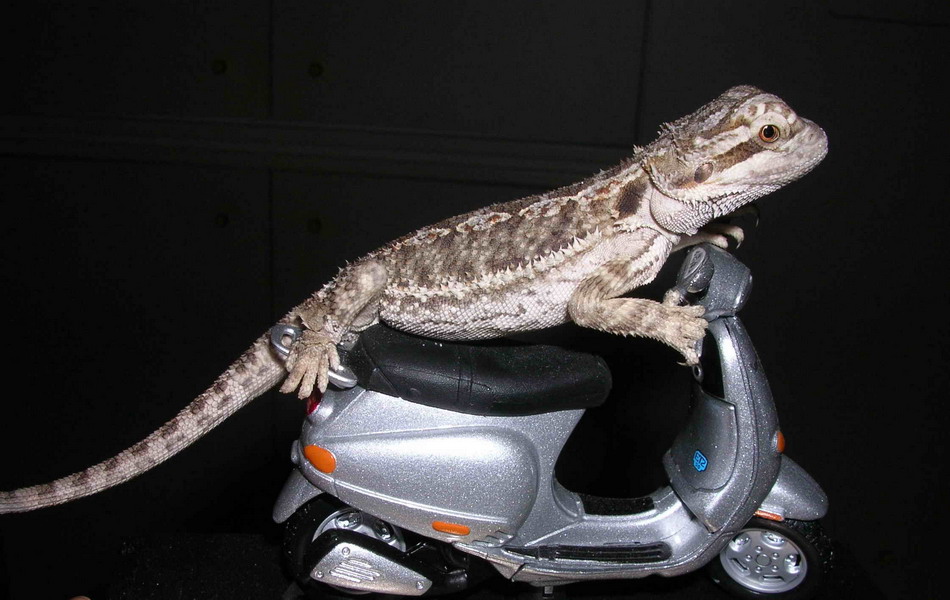 pogona biker