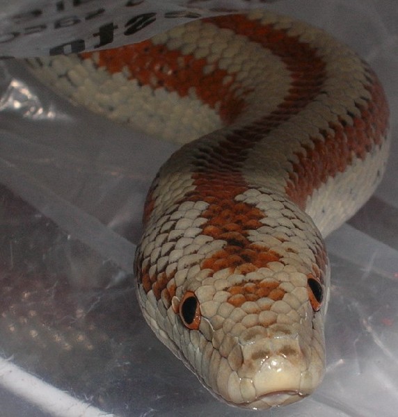 rosy boa female