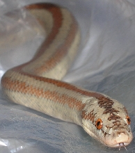 rosy boa male
