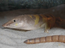 scincus scincus