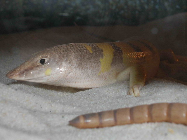 scincus scincus