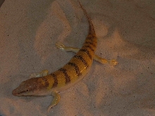 scincus scincus2