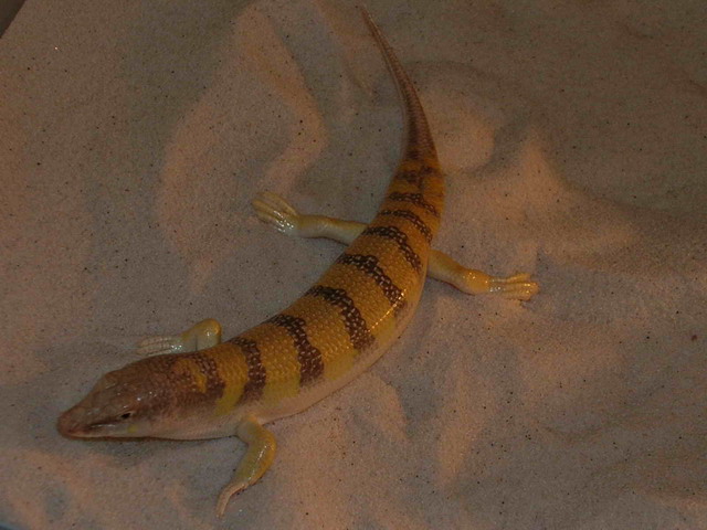 scincus scincus2