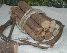 sandfish...