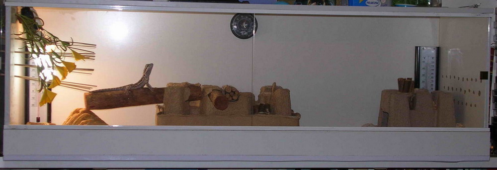 bearded dragon's cage