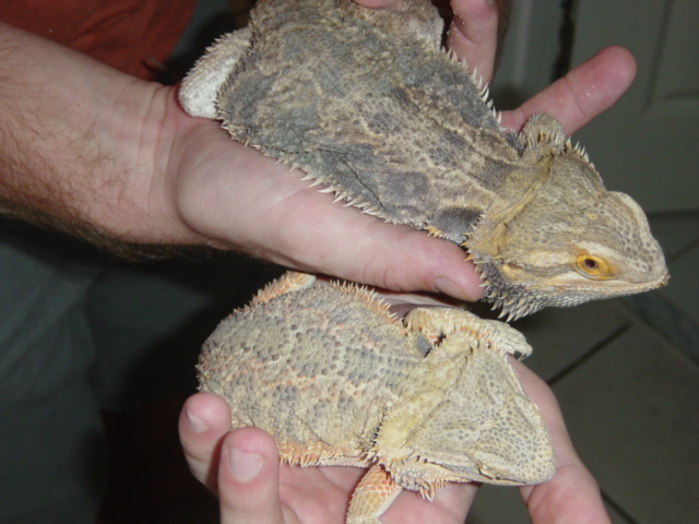double dragon