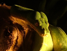 my GTP