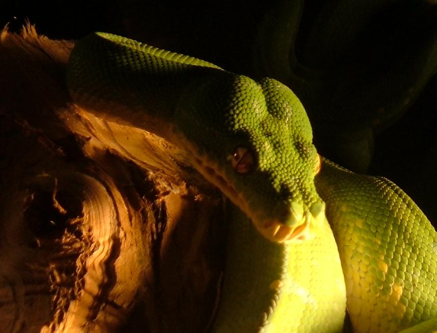 my GTP