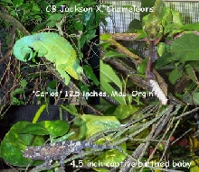 Jackson X. Chameleons