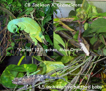 Jackson X. Chameleons