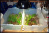 Jax Chameleon Nursery